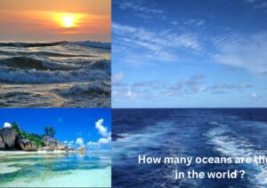 How many oceans are there in the world ?
